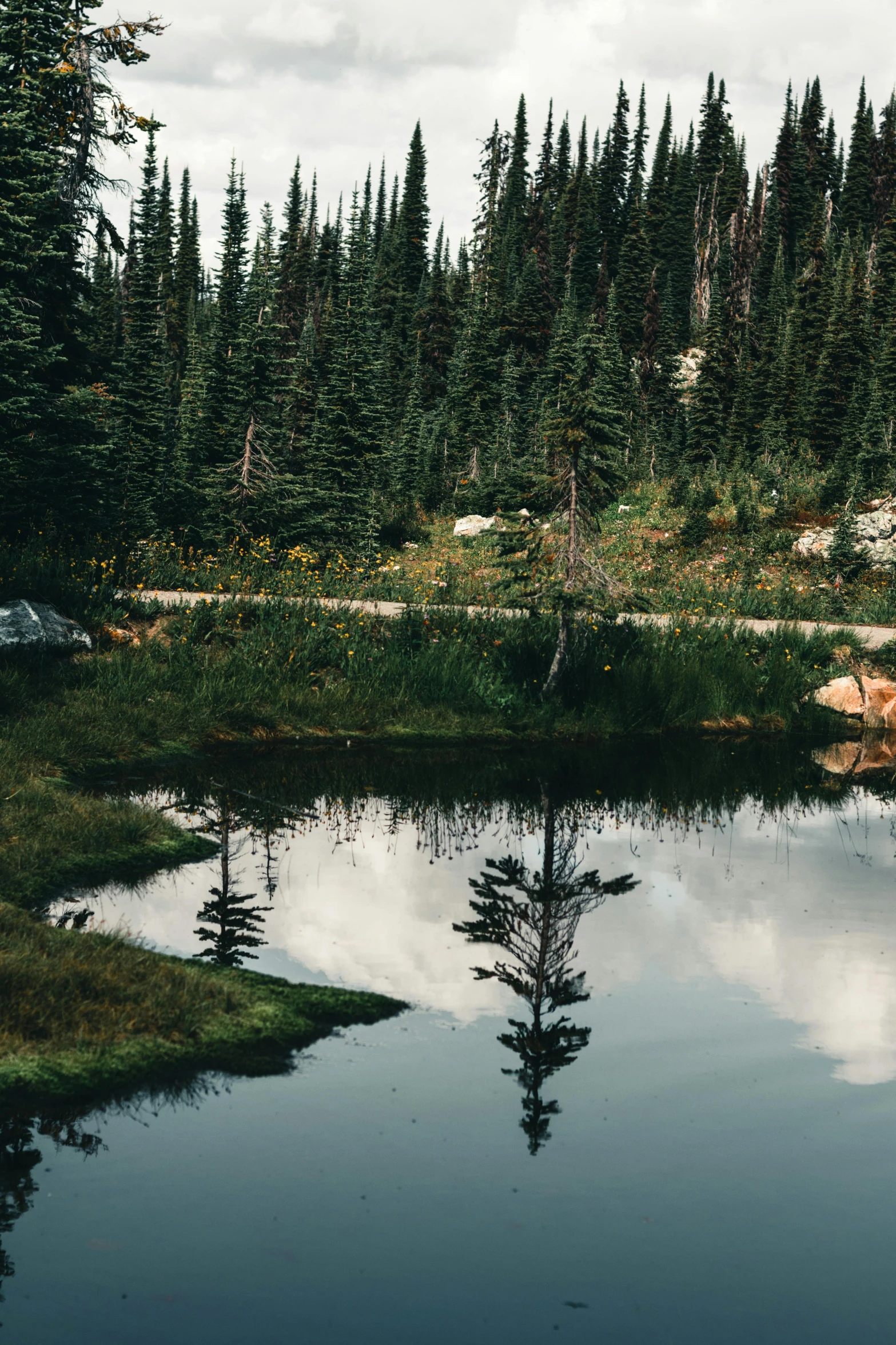 the lone elk stands by a small pond