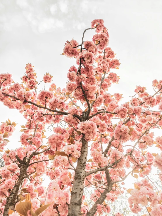 pink flowers are growing on the top of a tall tree