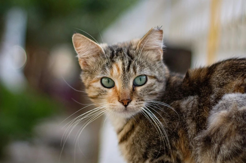 a cat with green eyes is sitting outside