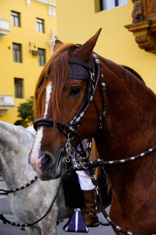 two horses are standing on the street