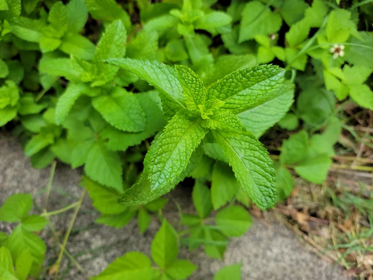 this is a close up view of a leafy green plant