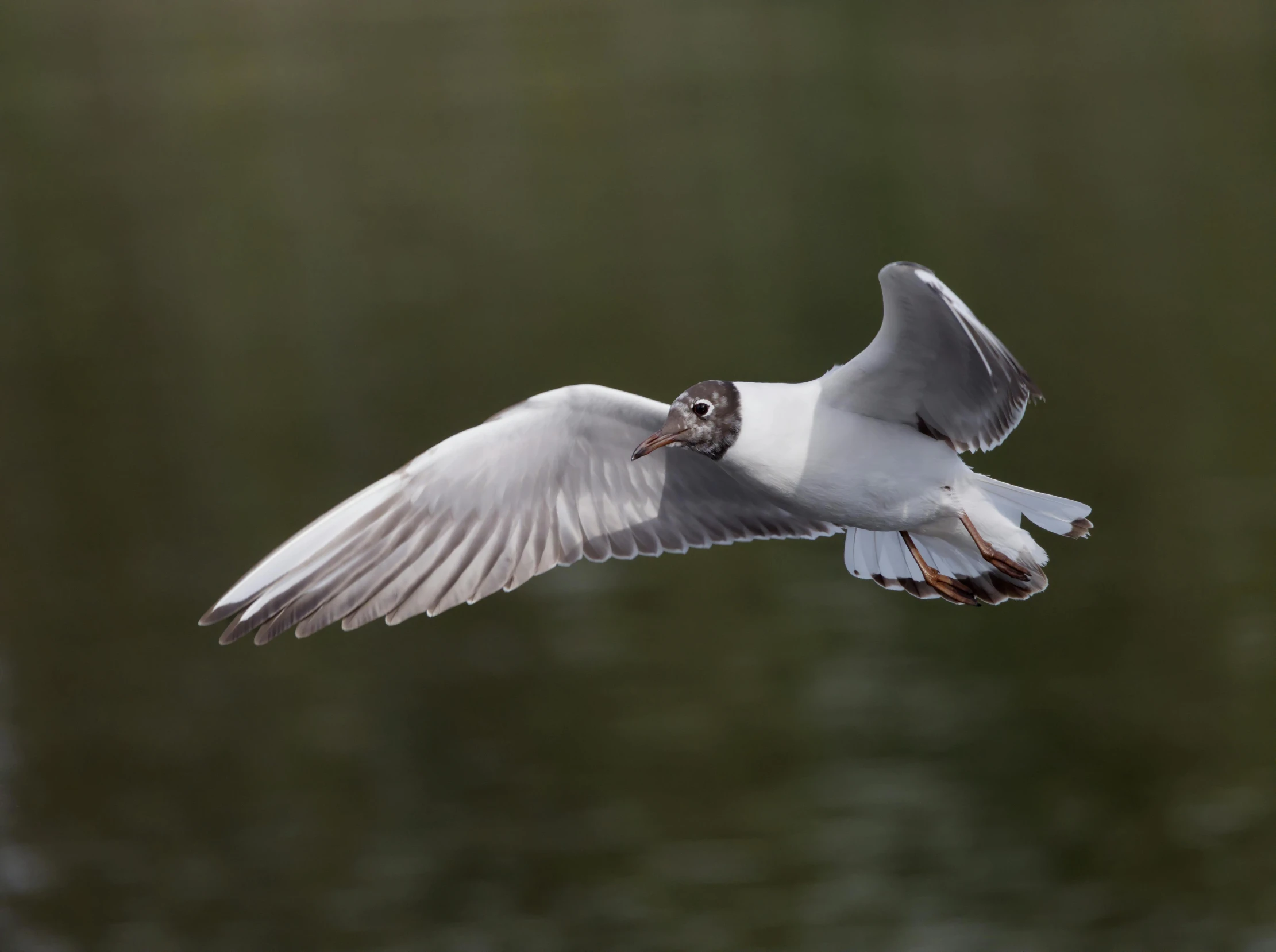a large white bird flying over a pond