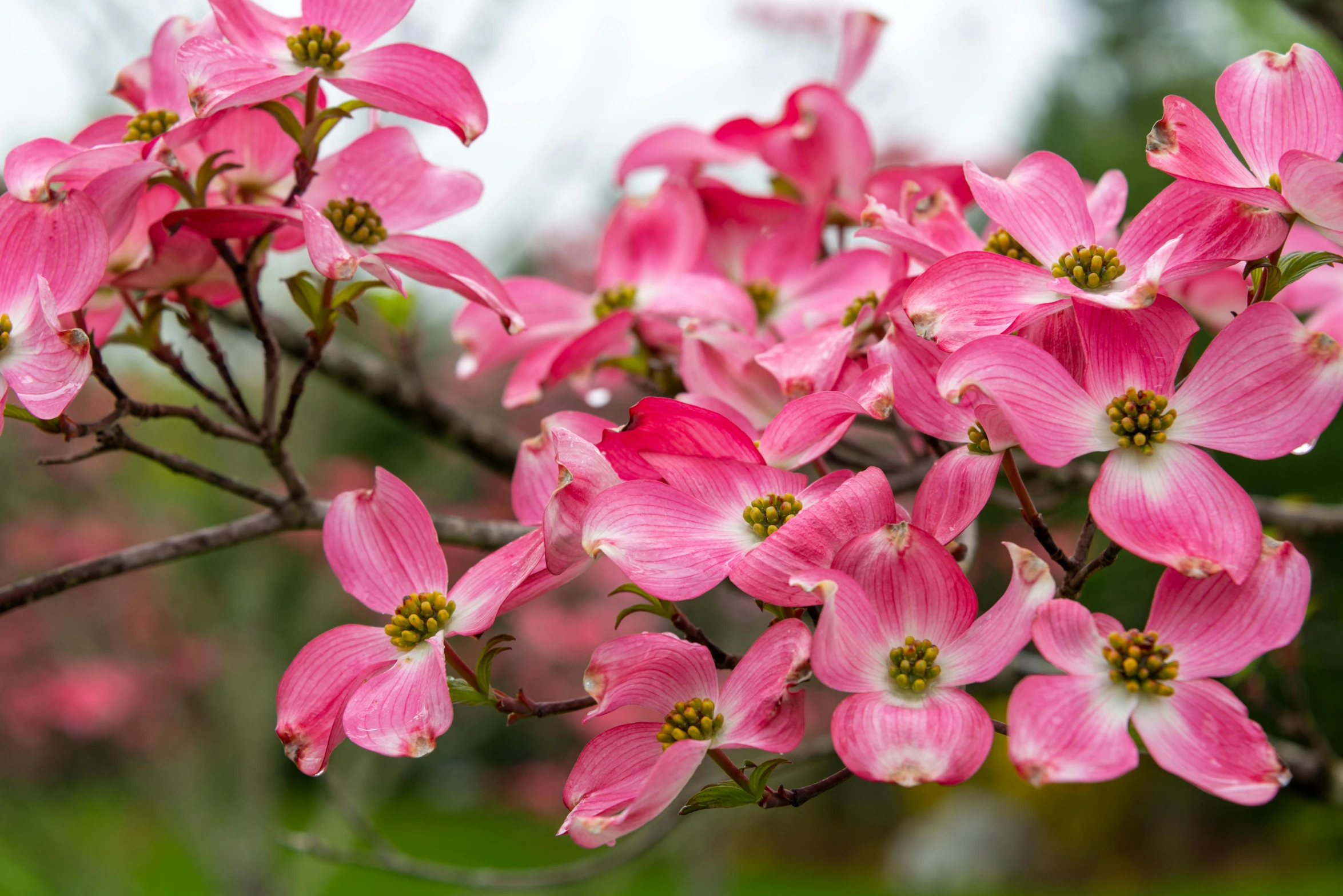 pink flowered tree blooms outside during the day