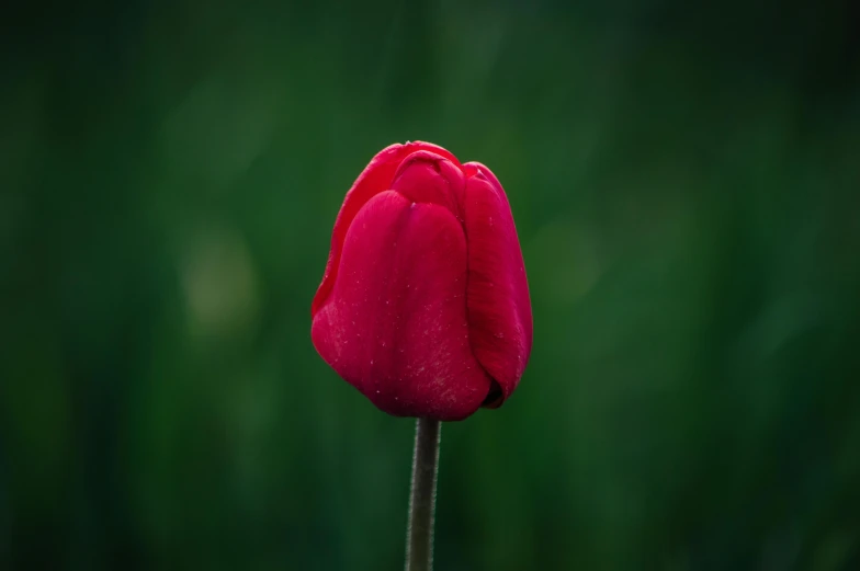 the pink tulip is just starting to bloom