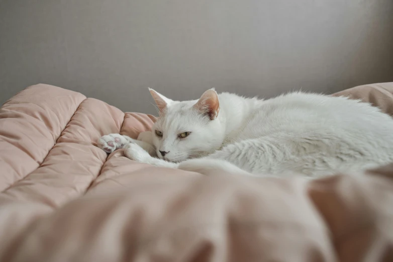 a white cat sleeping on top of pink bedding