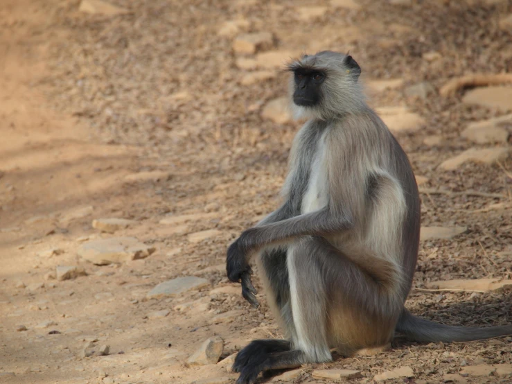 there is a monkey sitting down looking away from the camera