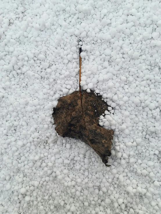 a dried leaf lies in the snow