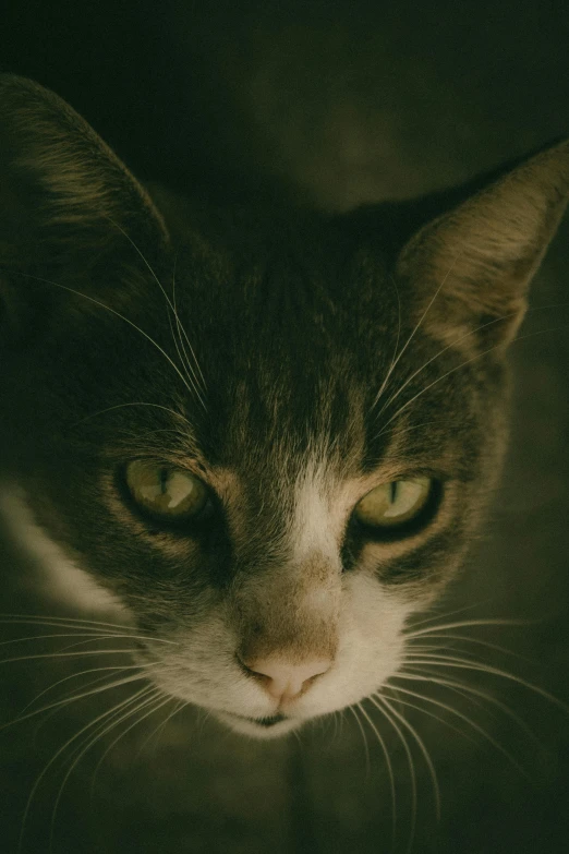 a dark image of a cat's face looking at soing