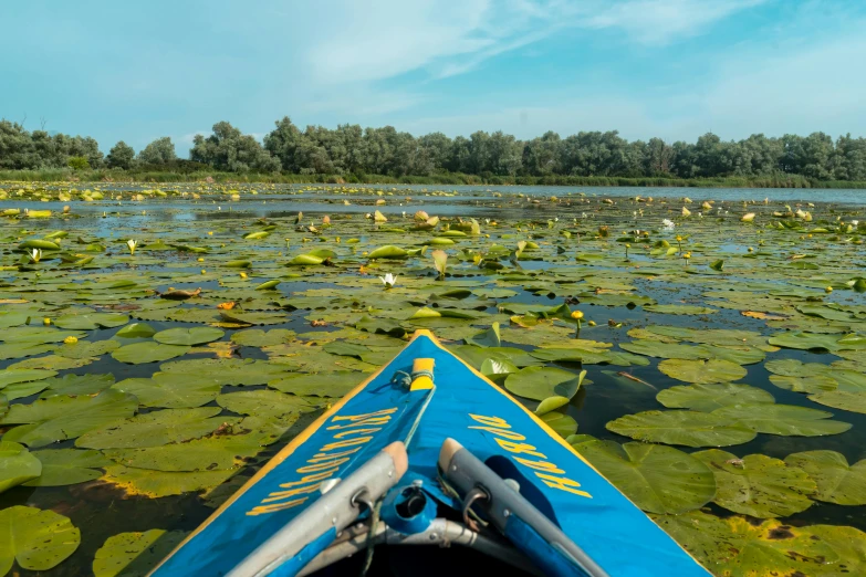 a blue and grey kayak sitting in the middle of some green lily pads