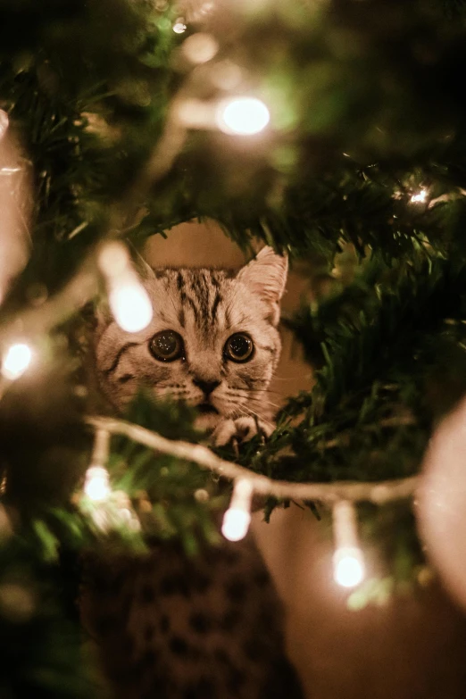 a cat peeking through the nches of christmas trees