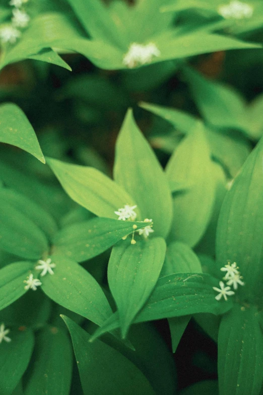 small white flowers growing on the stems of a bush