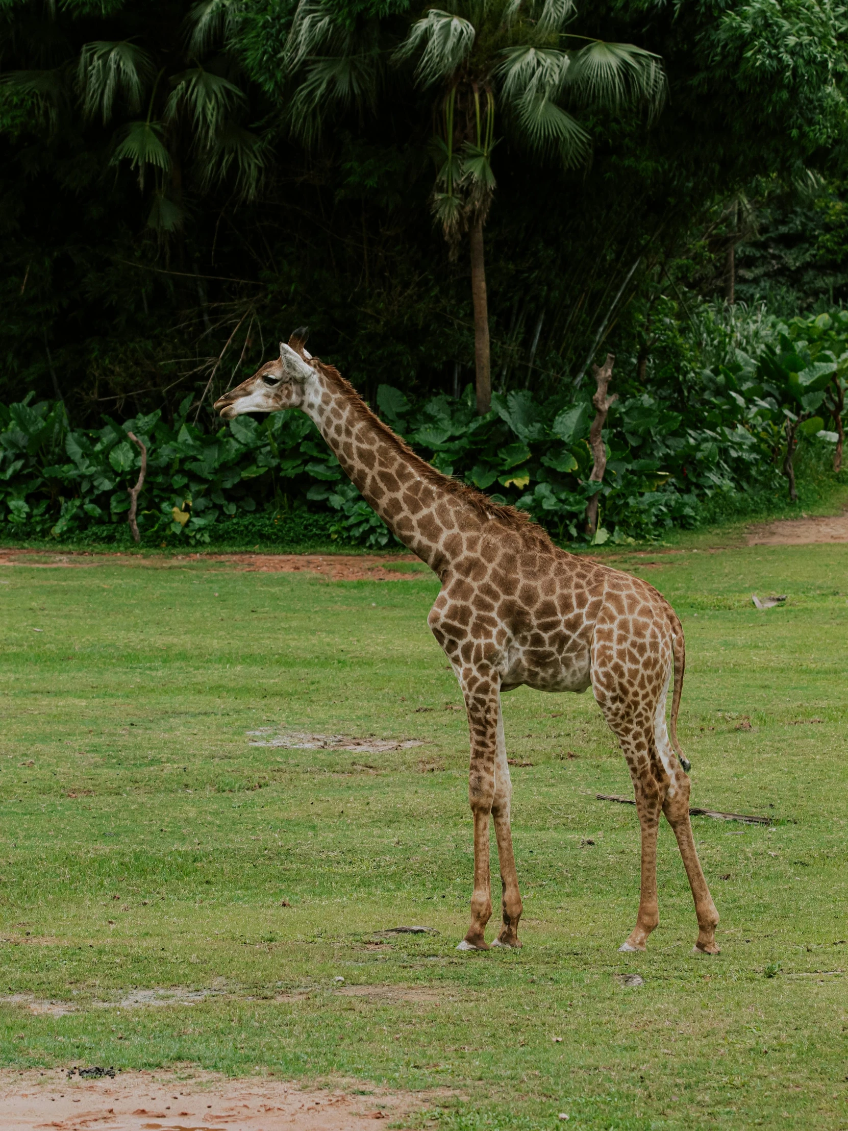 the tall giraffe is eating from the tall nch