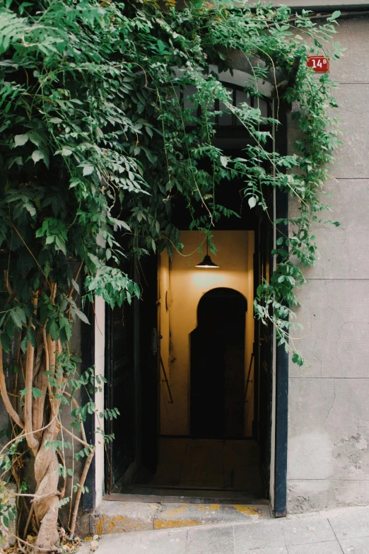 the tree is overhanging the entrance of the building