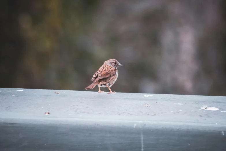 a small brown bird standing on top of a gray roof