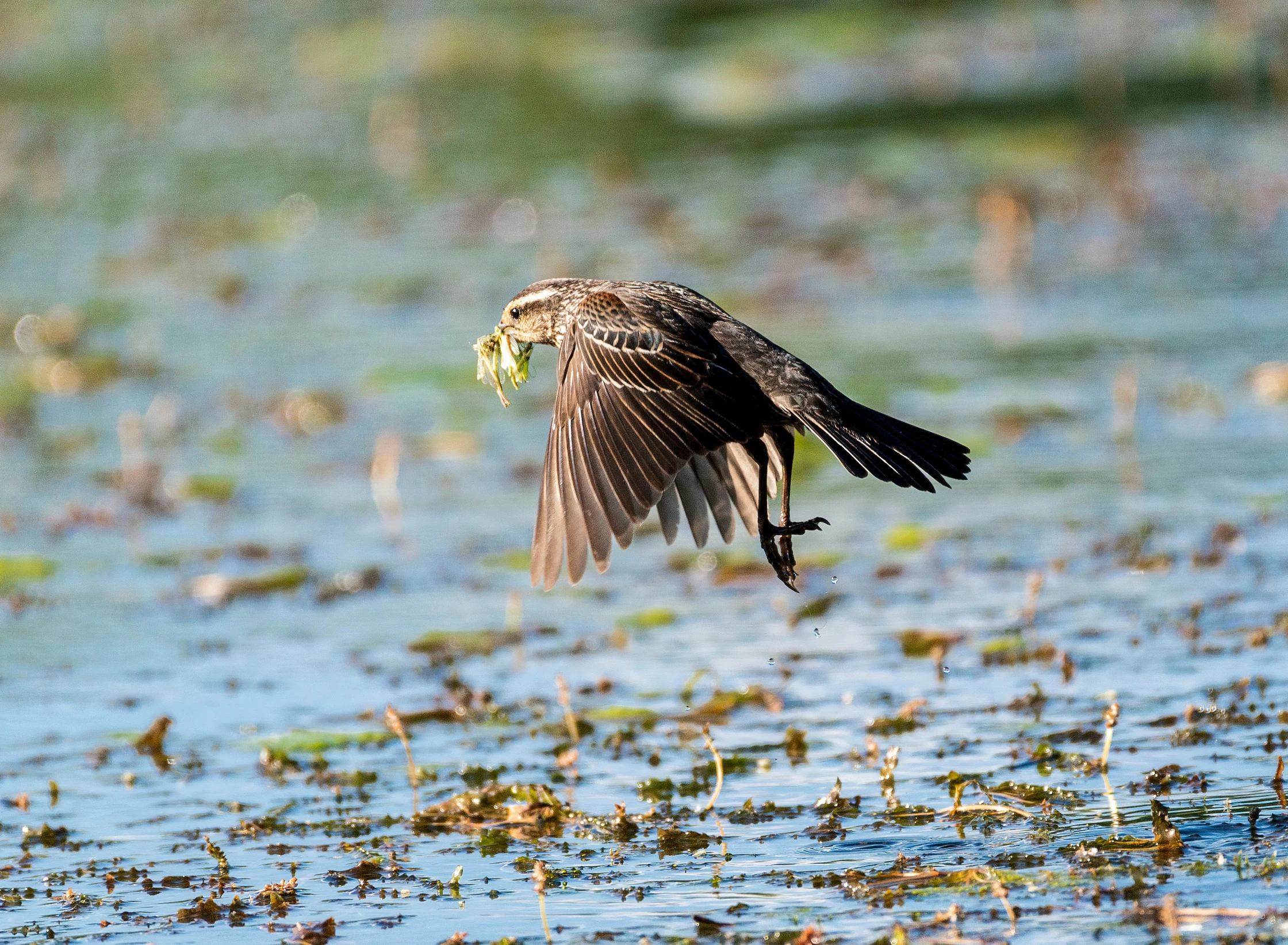 a bird with wings spread flying over water