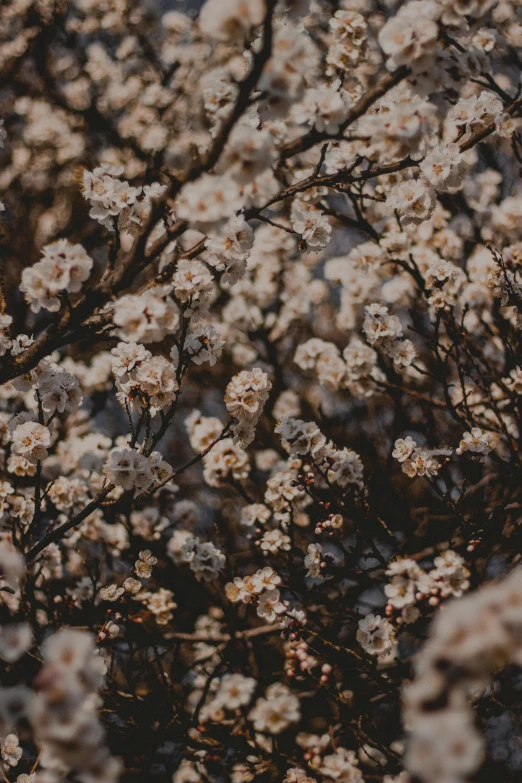 white flowers are blooming in the field