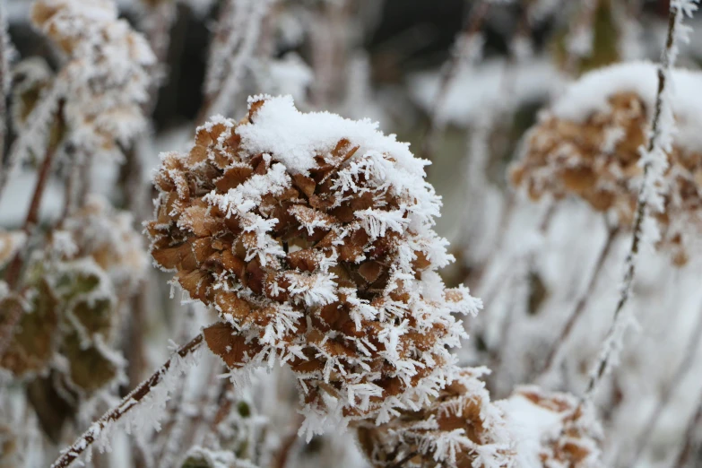 closeup of a dried flower nch with snow on it