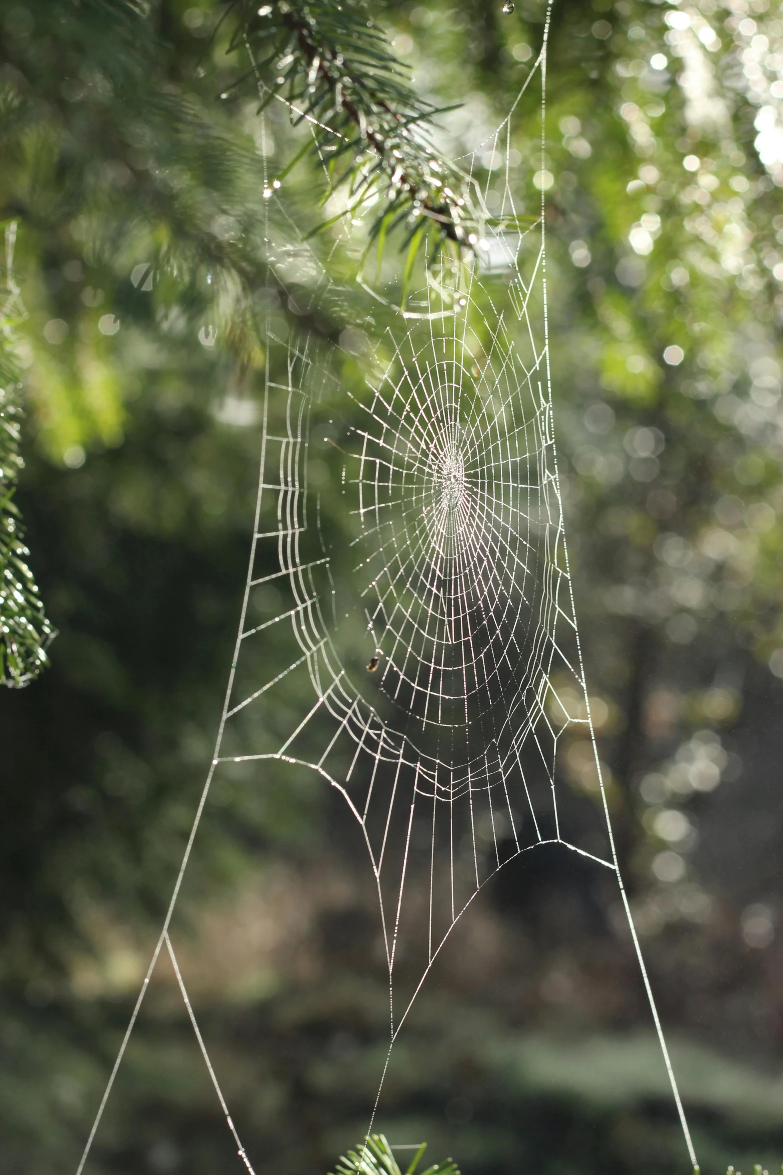 a web in a tree hanging from the nch