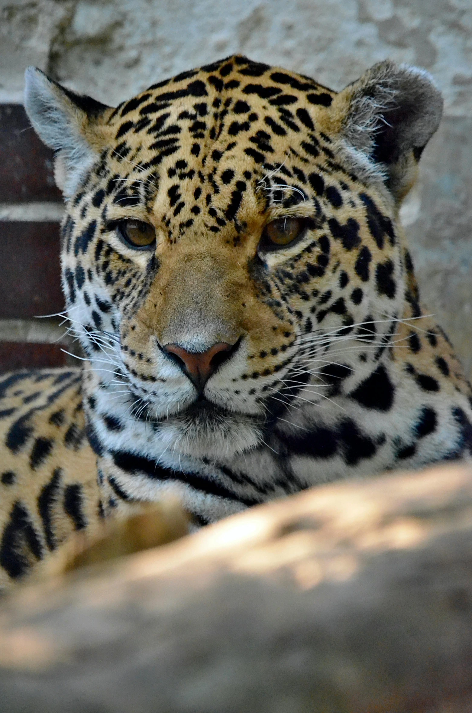 an animal sitting down next to some rocks