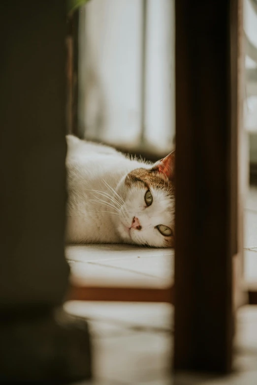 a cat is resting in the shade of an open door