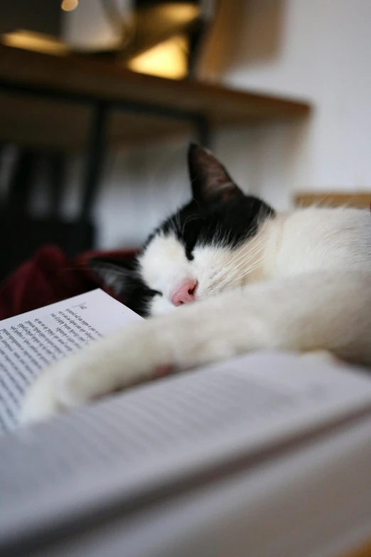 black and white cat laying on top of an open book