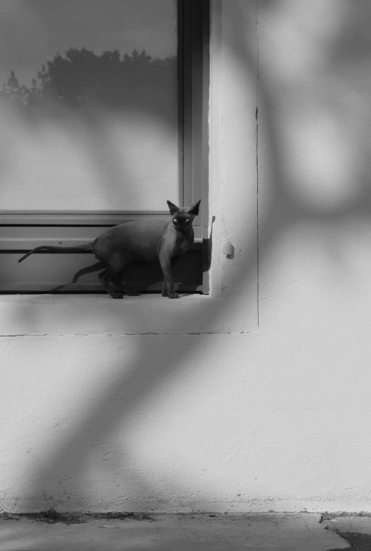 black and white po of a cat looking out a window