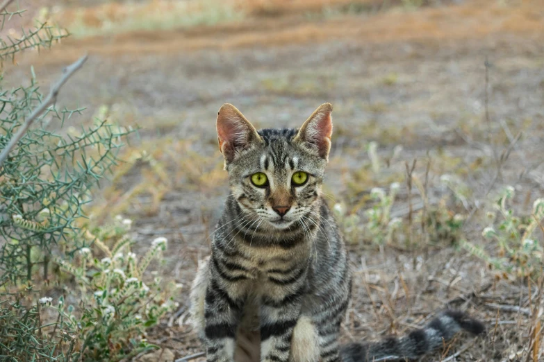 a cat sitting on top of a dry grass field