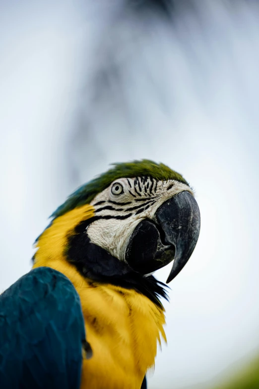 a colorful parrot looking directly at the camera