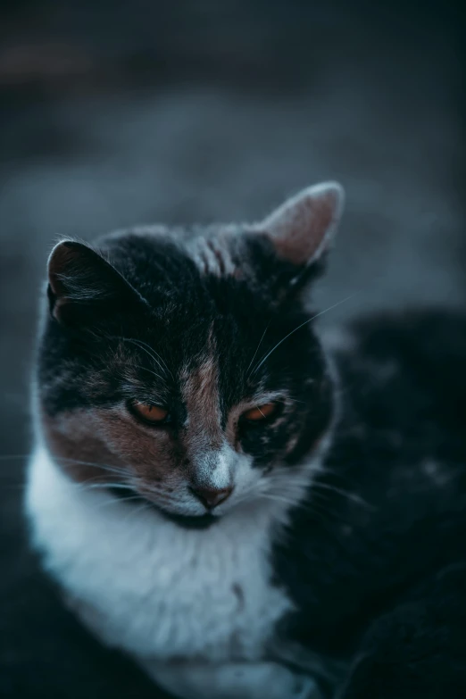 a cat laying on the ground with a sad look on his face