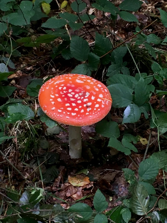 the red mushroom is sitting on some leaves