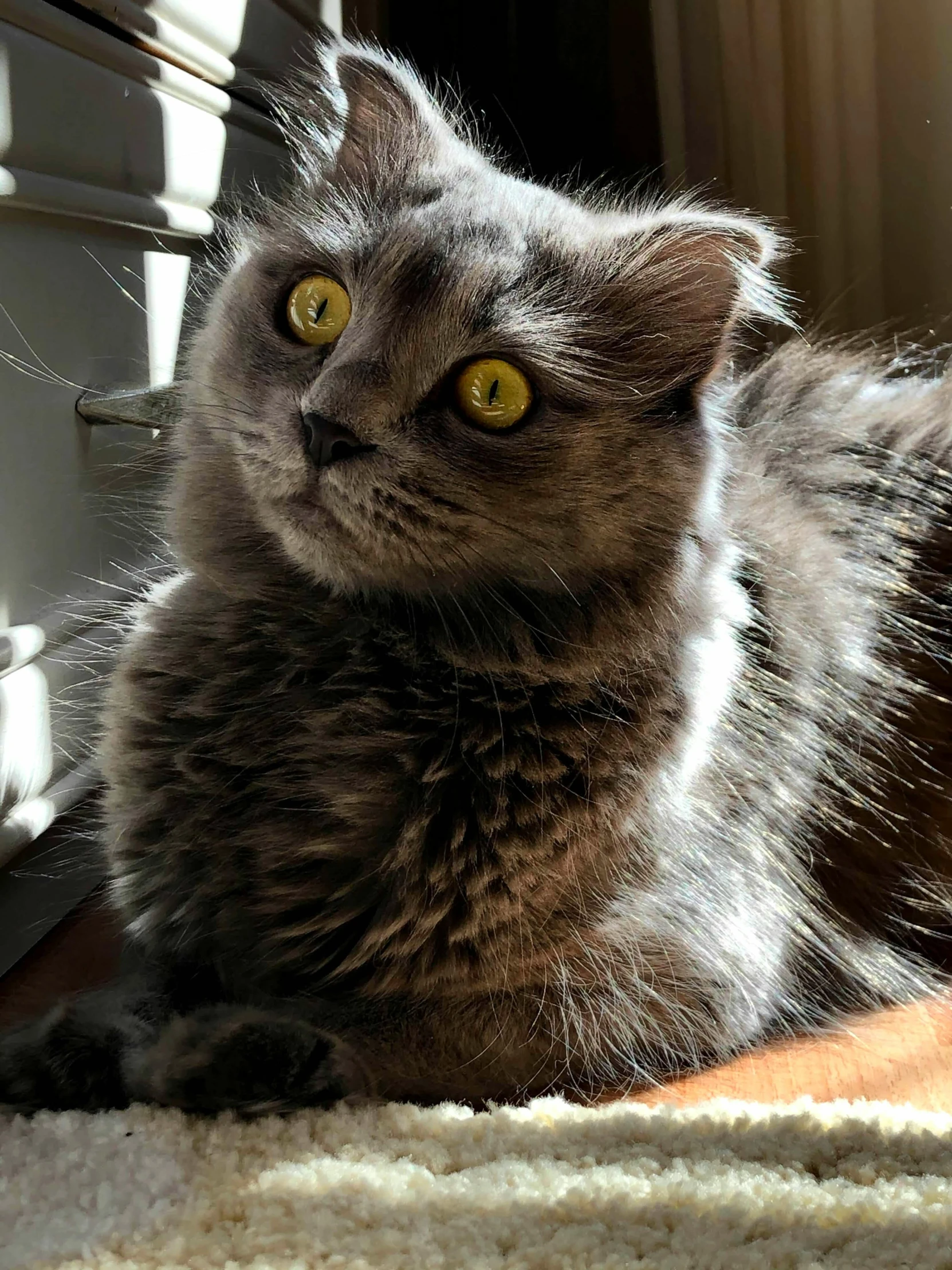 a gray cat sitting on top of a rug