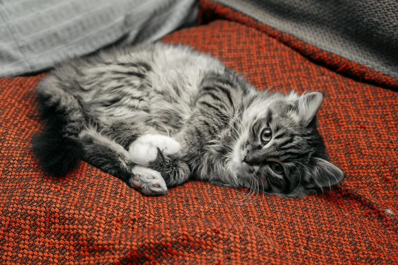 a kitten laying on top of an orange couch