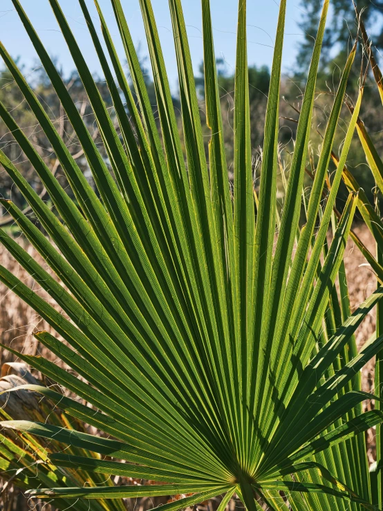 a green plant in front of some trees