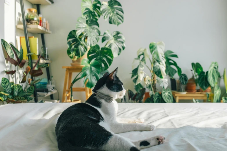 a black and white cat sitting on top of a bed next to potted plants