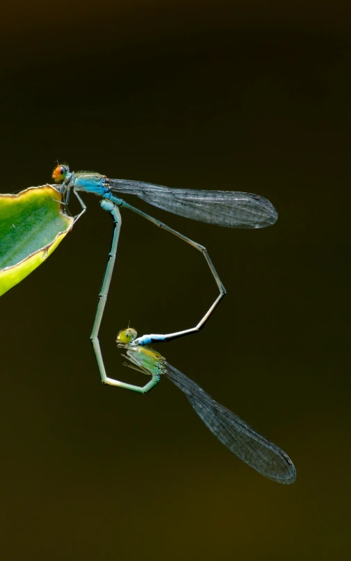 an upside down po of two bugs with wings