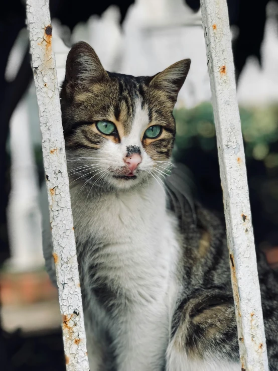 a cat looks up while sitting next to the bars