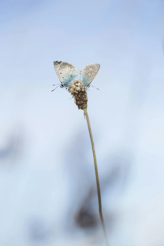 the blue erflies are sitting on the top of a flower