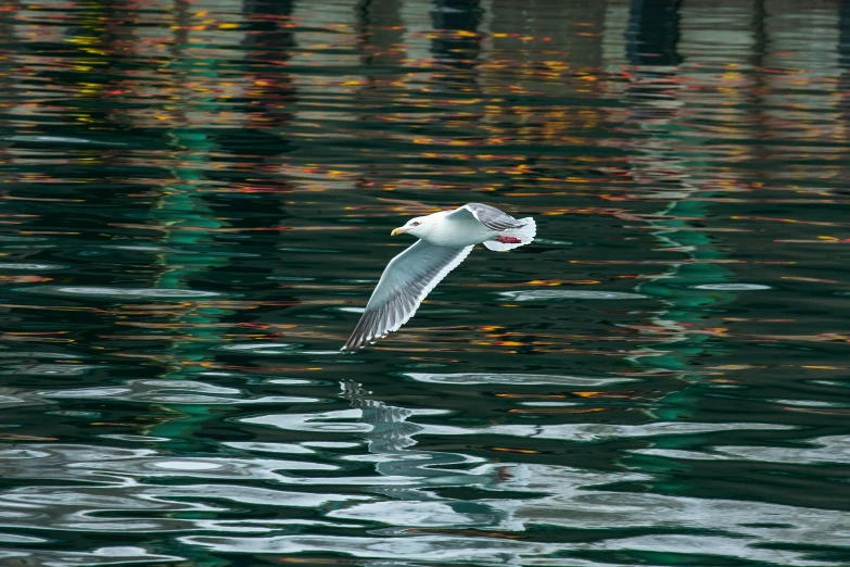 the bird flies low over the water