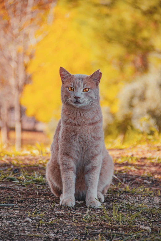 a cat sits on the grass in front of some trees