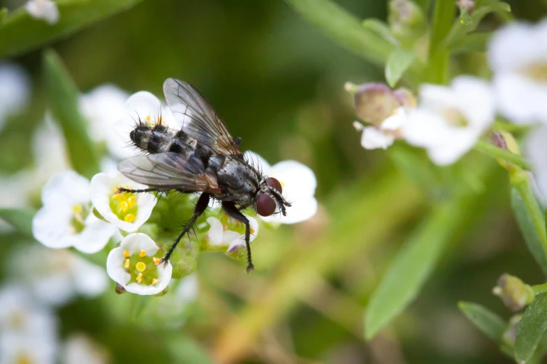 a fly in mid flight, on top of a flower