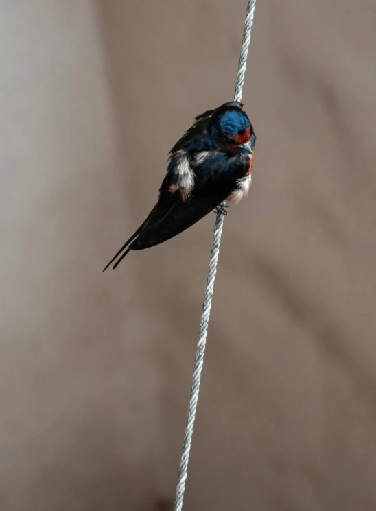 a bird is perched on a rope with a string
