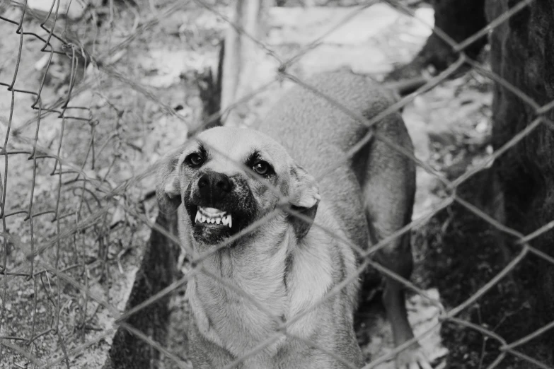 a dog looks at the camera from behind a chain link fence