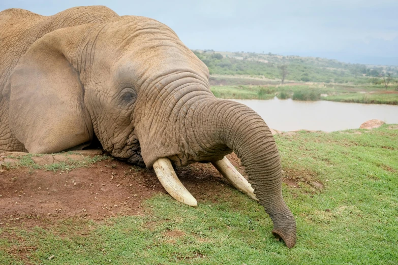 an elephant is laying in grass next to a body of water