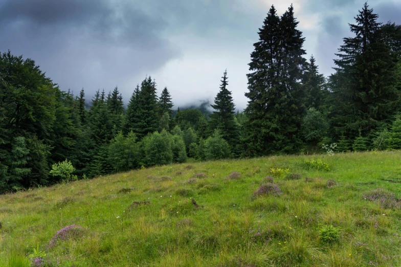 a hillside with grass and flowers next to some trees