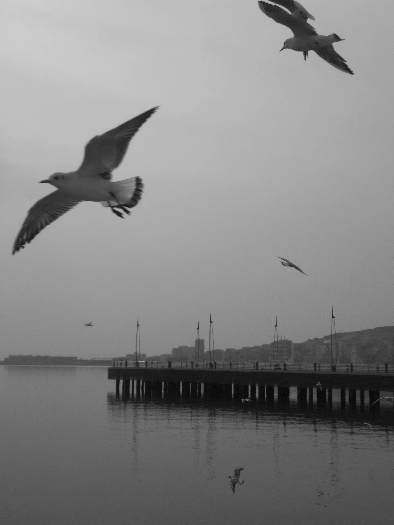 three seagulls flying in the air above a large body of water