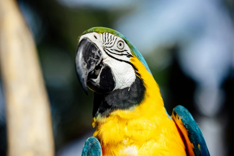 close up of a green and yellow parrot on a tree nch