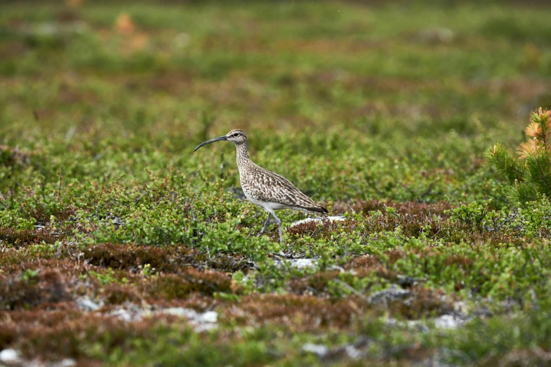a small bird in a field with green and brown vegetation