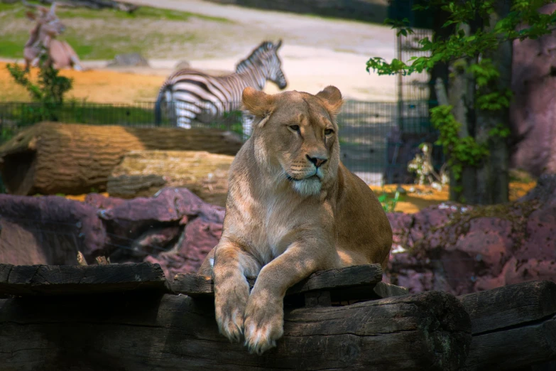 there is a lion that is sitting on the log