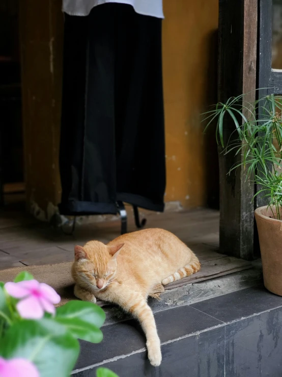 an orange cat is laying on a porch