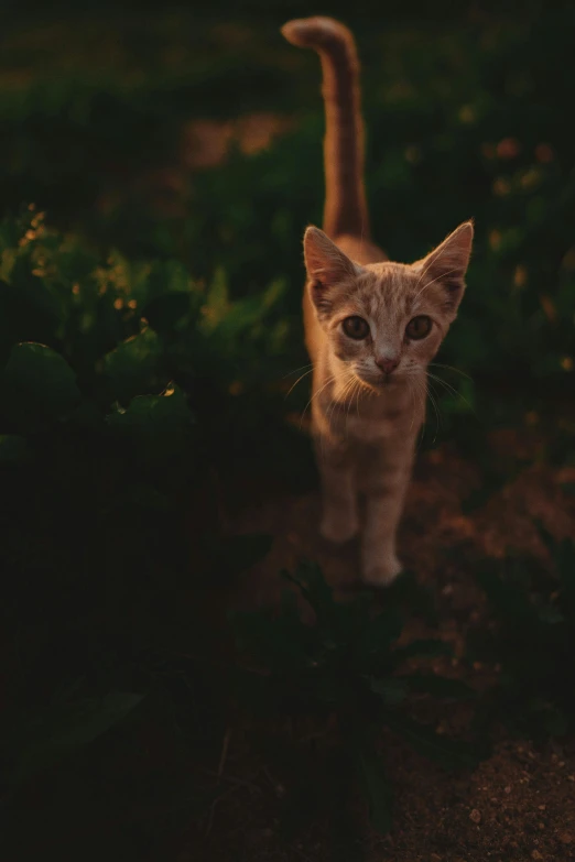 a young cat walking through some brush in the woods